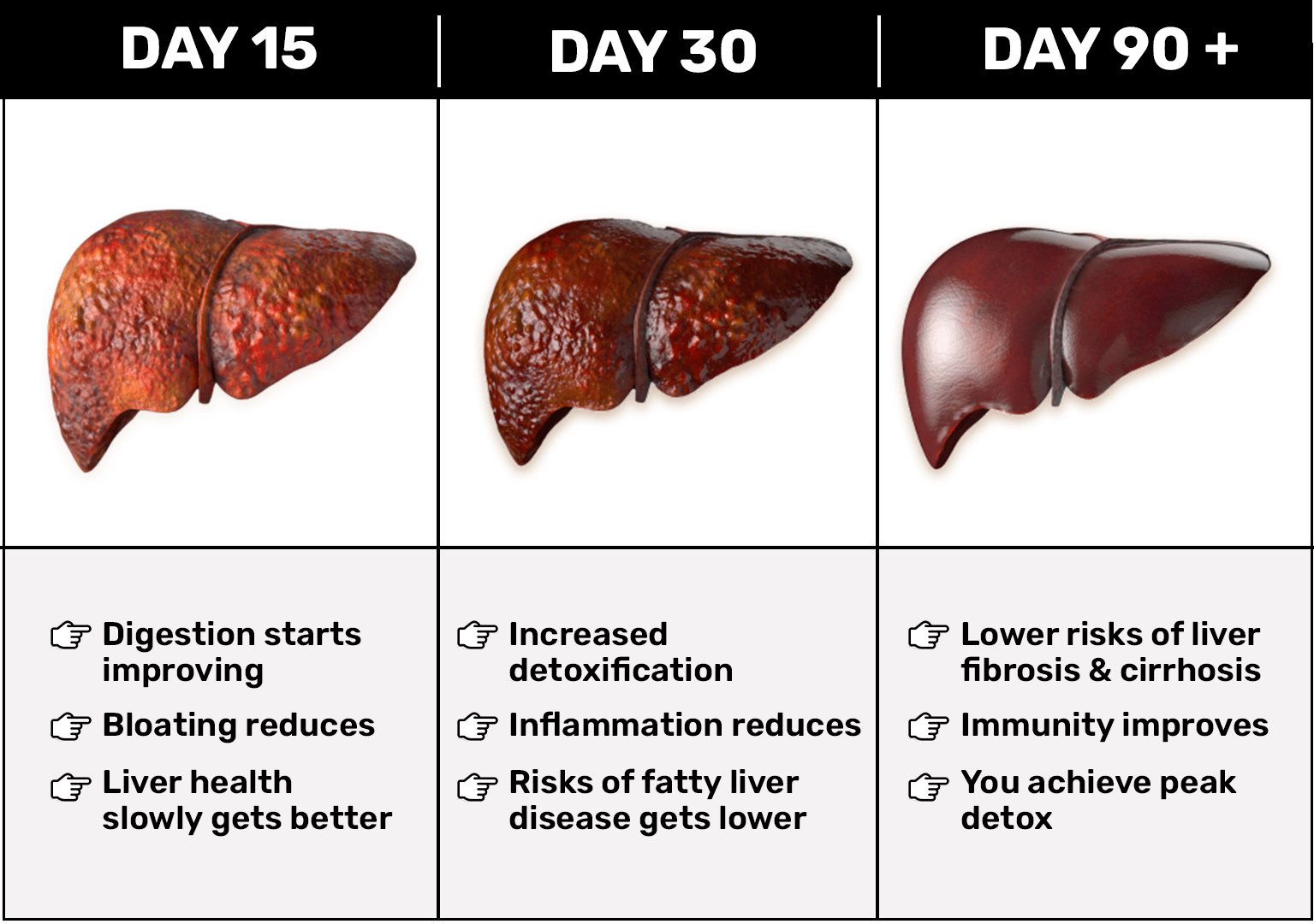 files/L2-WEB_LIVER.png