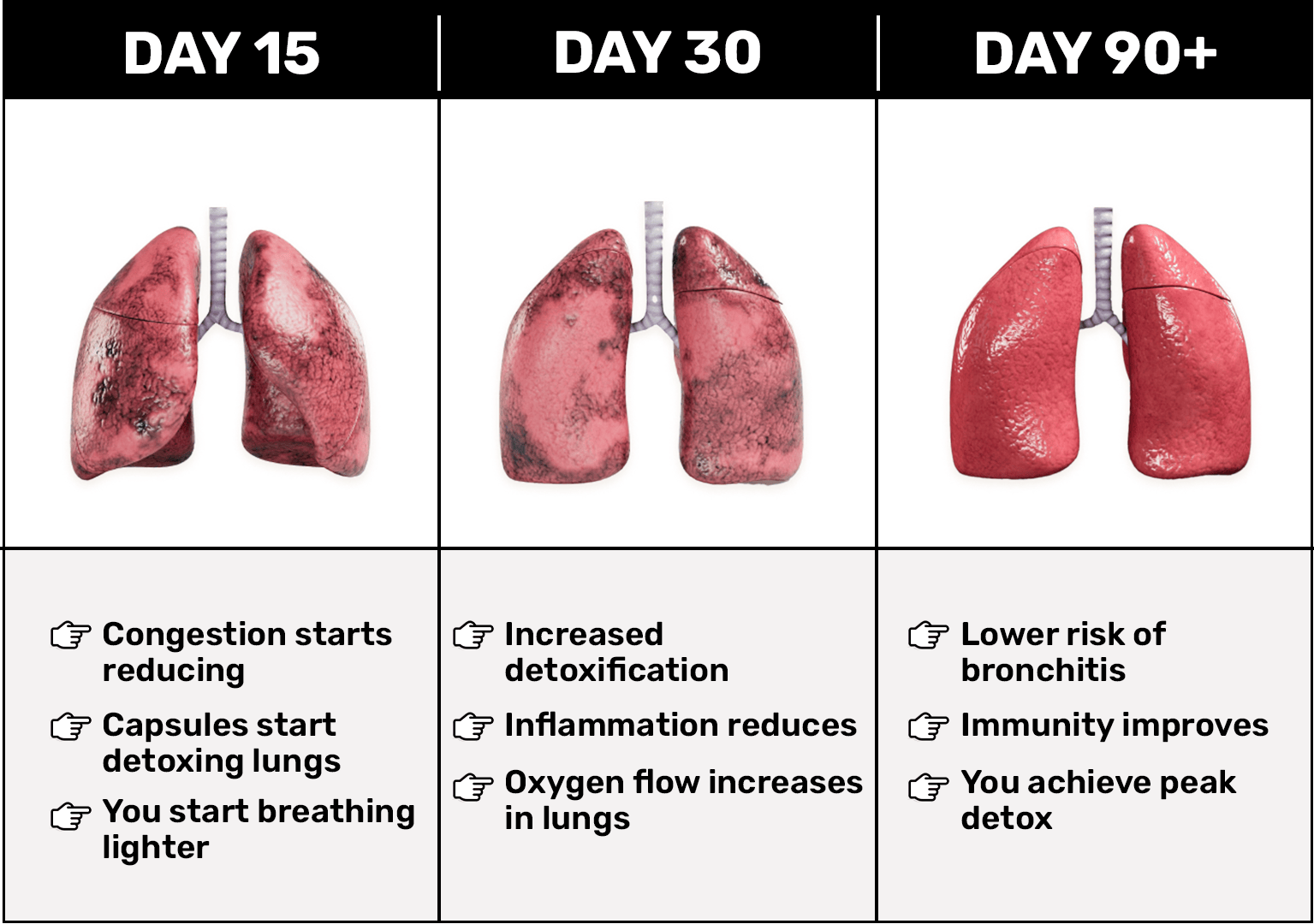 files/L2-WEB_LUNGS.png